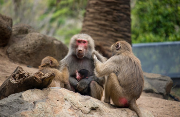 Mother baboon being groomed by younger baboons