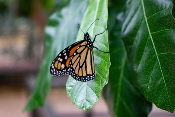 Close up of a butterfly on a leaf