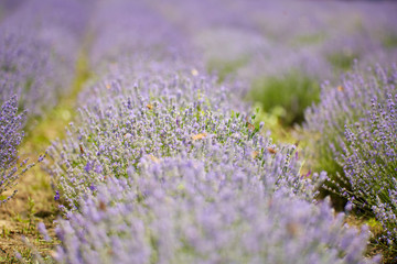 Lavender fields in the summer