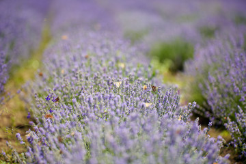 Lavender fields in the summer