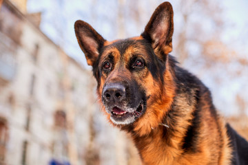 Dog German Shepherd in a city in a winter