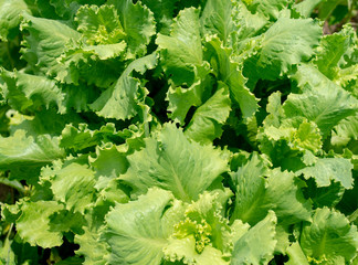 Leaf lettuce in the garden closeup