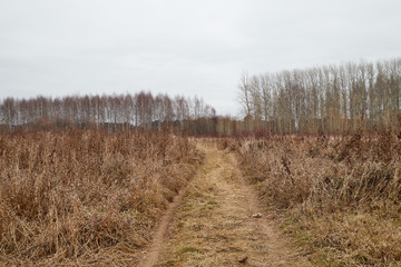 Fototapeta premium Yellow landscape in autumn cloudy day with field full of dry grass and road