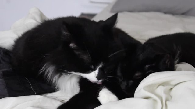 Fluffy black and white cat cleaning and licking himself next to a sleeping black cat on a white bed.
