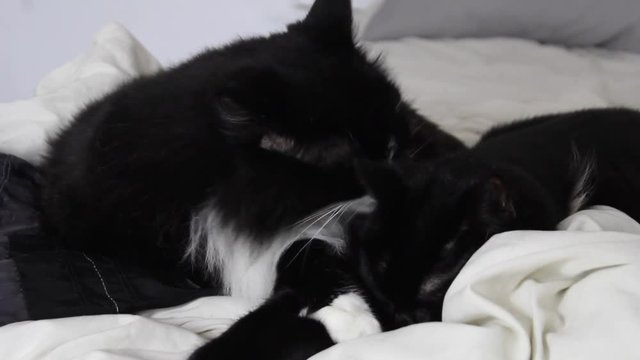 Fluffy black and white cat cleaning and licking a sleeping black cat on a white bed.
