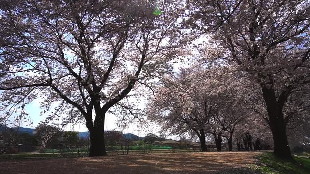 Cherry blossom petals rain in a windy day