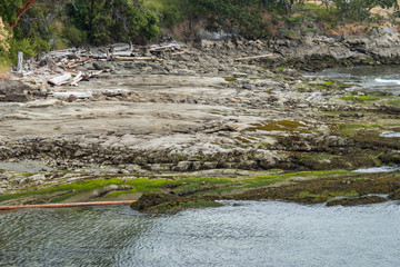 flat rocky shore line with green algae covered edge and green bushes at the background