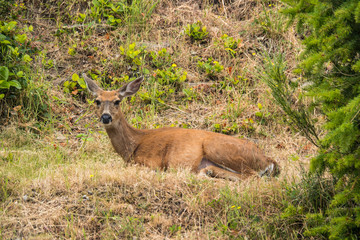 one young female deer resting on brown grassy ground staring at you