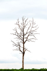 Fototapeta na wymiar lonely tree background. minimal style