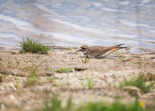 Killdeer sitting on a sandy beach