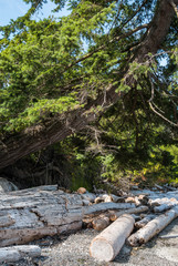 big redwood tree grow on drift woods filled sandy beach on a sunny day with branches filled with green leaves