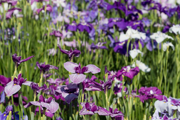 Obraz premium 菖蒲 堀切菖蒲園 東京都葛飾区