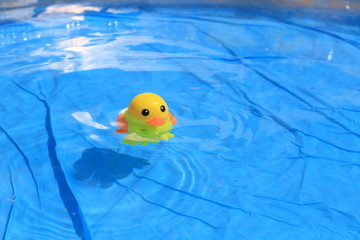 plastic duck in the pool