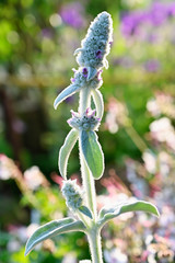 Purple flowers on gray suede stalk from plant.
