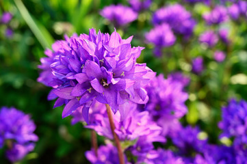 A bunch of bell-shaped flowers on a flower outdoors.