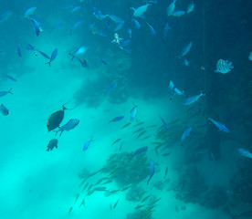 sea fish near coral, underwater