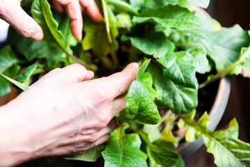 Woman hands touching green plant pot flowerpot in home garden backyard pruning and gardening