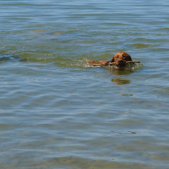 Junger Labrador schwimmt mit Stock im See