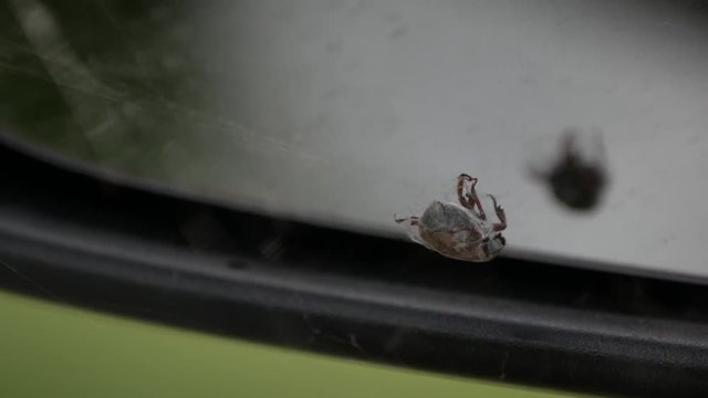 The Beatle was stuck inside a web