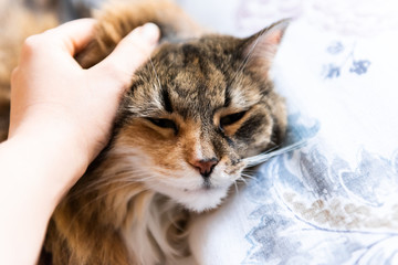 Closeup portrait of cute sad calico cat lying on bed in bedroom room being petted stroked on head behind ears