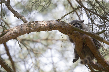 An invasive North American raccoon (Procyon lotor) sleeping on a branch in a German forest in the summer heat.