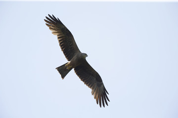 An adult female European black kite (Milvus migrans) soaring and calling in the sky.	