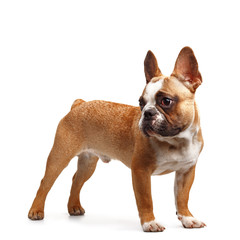 young french bulldog sitting on a white background.