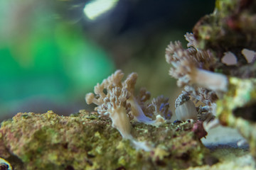corals are very close