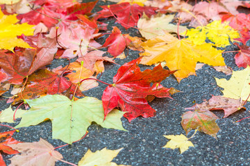 Autumn background. Red maple leaves