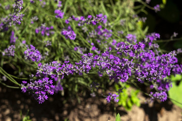 Obraz premium Blooming lilac lavender, close up, background. Fragrant beautiful flowers bloom in summer in the garden
