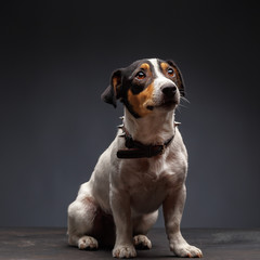 Jack Russell Terrier, one years old, sitting in front of gray background