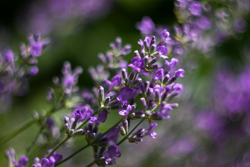 Fototapeta na wymiar Blooming lilac lavender, close up, background. Fragrant beautiful flowers bloom in summer in the garden