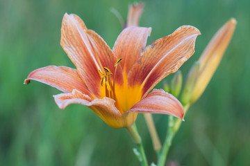 Lilium bulbiferum, orange lily, fire lily or tiger lily flowers