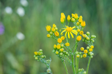 Obraz na płótnie Canvas Jacobaea vulgaris, Senecio jacobaea yellow flowers