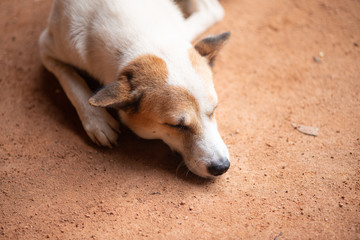 White dog sleeping on the floor