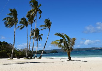 palm tree on the beach - 275028560