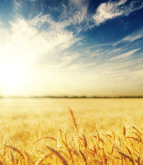 champ agricole de couleur dorée au coucher du soleil. Épis de blé jaune et nuages dans un ciel bleu foncé avec soleil
