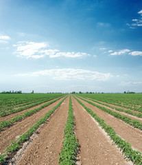 Fototapeta na wymiar agriculture field with green sprout tomatoes in rows and blue sky with clouds over it
