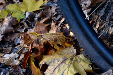 Bike and autumn