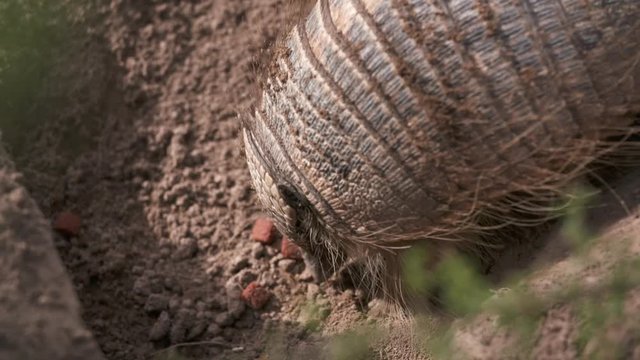 Handheld, close up shot of a Pichi Armadillo eating food from ground.