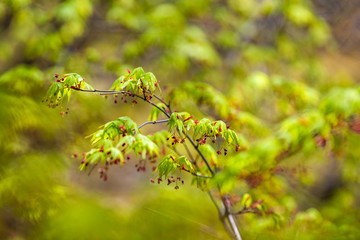 Macro closeup of bright red japanese maple green leaves on tree with bokeh background in temple garden in Kyoto, Japan