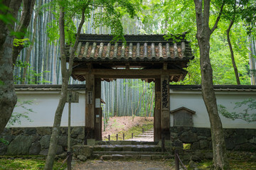 京都　地蔵院（竹の寺）の新緑