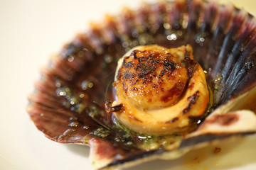 mollusco capasanta cucina mare