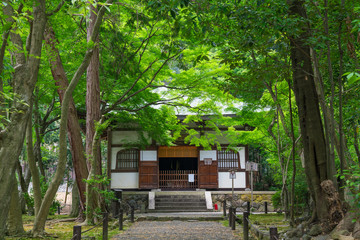 京都　地蔵院（竹の寺）の新緑　