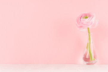 Pink buttercup flower in modern transparent vase on soft light pastel background and white wood table, copy space.