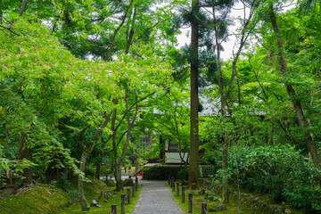 京都　地蔵院（竹の寺）の新緑　