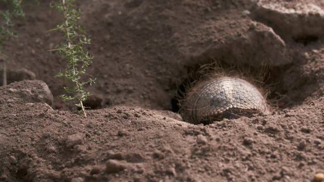 Handheld, medium close up shot of a Pichi Armadillo crawling into a hole in the ground.
