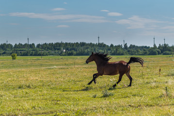 A horse gallops across a field on a farm in the summer.