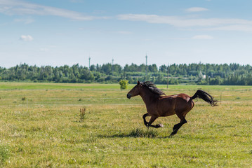 A horse gallops across a field on a farm in the summer.