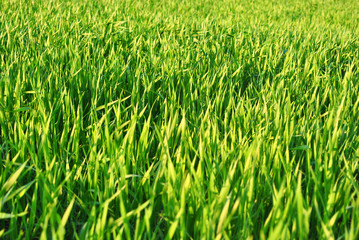 Green wheat (rye) growing close up, organic background texture, top view